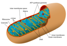 Mitochondria