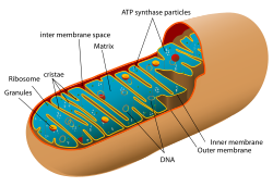 Mitochondria